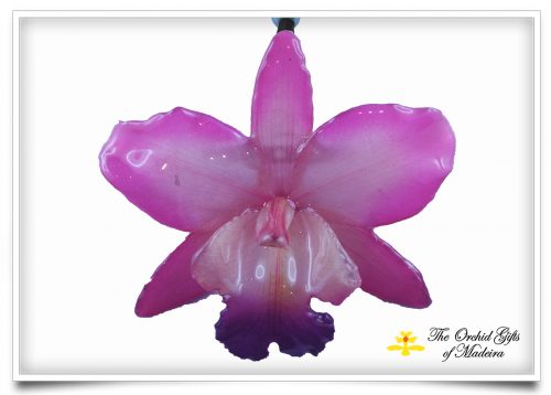 Cattleya Archives - The Orchid Gifts of Madeira